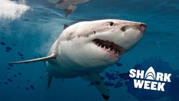 每年有多少鲨鱼袭击?