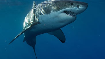 鲨鱼在佛罗里达享用包可卡因吗?