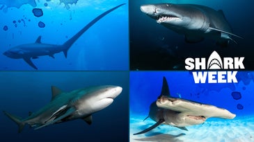 类型的鲨鱼:15你最有可能捕捉鲨鱼