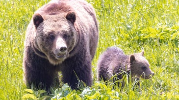黄石国家公园附近的灰熊杀死的女人