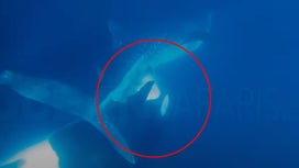 观看虎鲸删除和吃住鲸鲨的肝脏